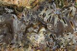 Polished Turkish Stick Agate Slab - Turkey #378134-1